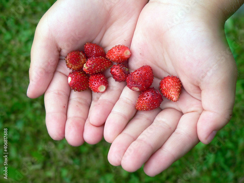 ripe red berries of wild strawberries in children's palms