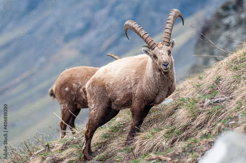 Bouquetin on a rock In Vanoise National Park