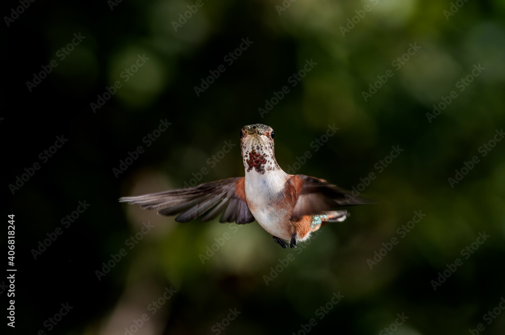 Obraz premium Female or subadult male of Allen's Hummingbird (Selasphorus sasin) in garden, Los Angeles, California, USA