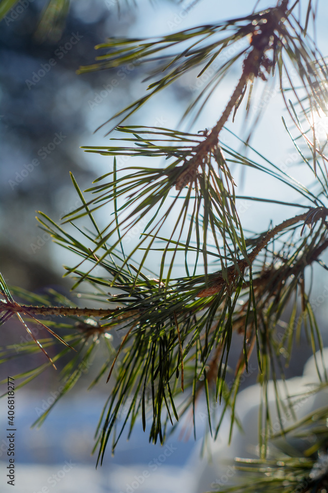 Naklejka premium Winter nature
