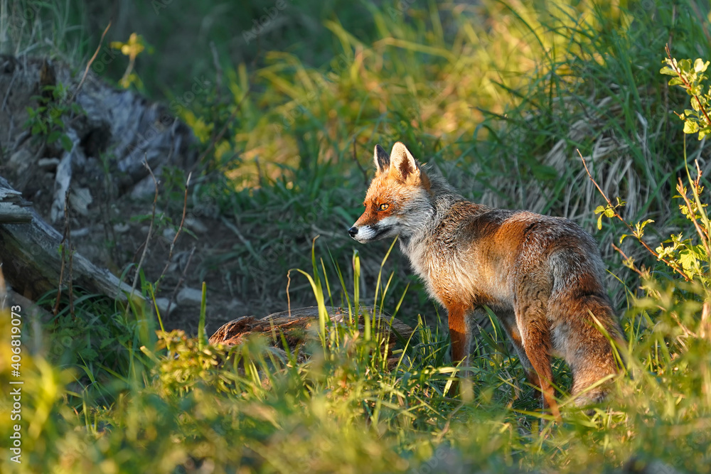 Red Fox standing on log looking at viewer through thick foliage/Red Fox/