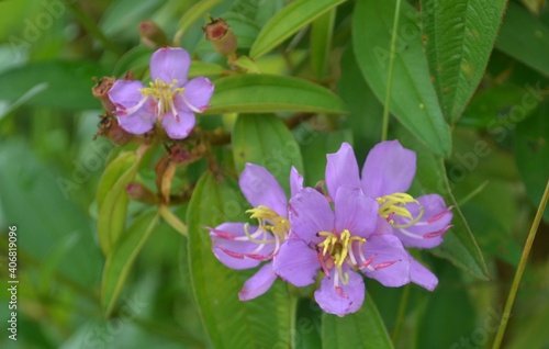 beautiful purple flower with green leaves