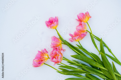 Fototapeta Naklejka Na Ścianę i Meble -  pink tulips lie on the snow. top view. copy space. flat lay 