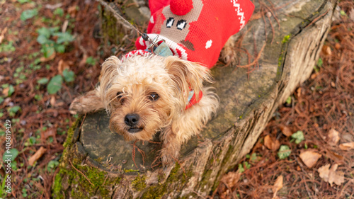 
Young and cute Yorshire terrier dog, on a tree stump and his red winter sweater, by the lake photo