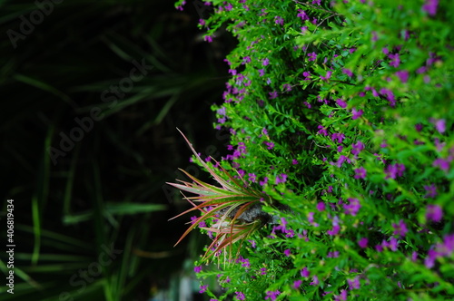 beautiful purple flower with green leaves