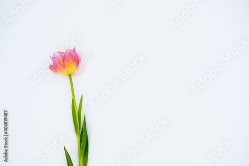 pink tulips lie on the snow. top view. copy space. flat lay 