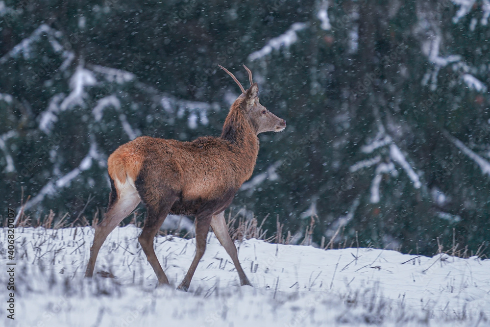 Red deer (Cervus elaphus) in winter snow blizzard in Slovakia selective focus Red deer (Cervus elaphus) in winter snow blizzard in Slovakia selective focus