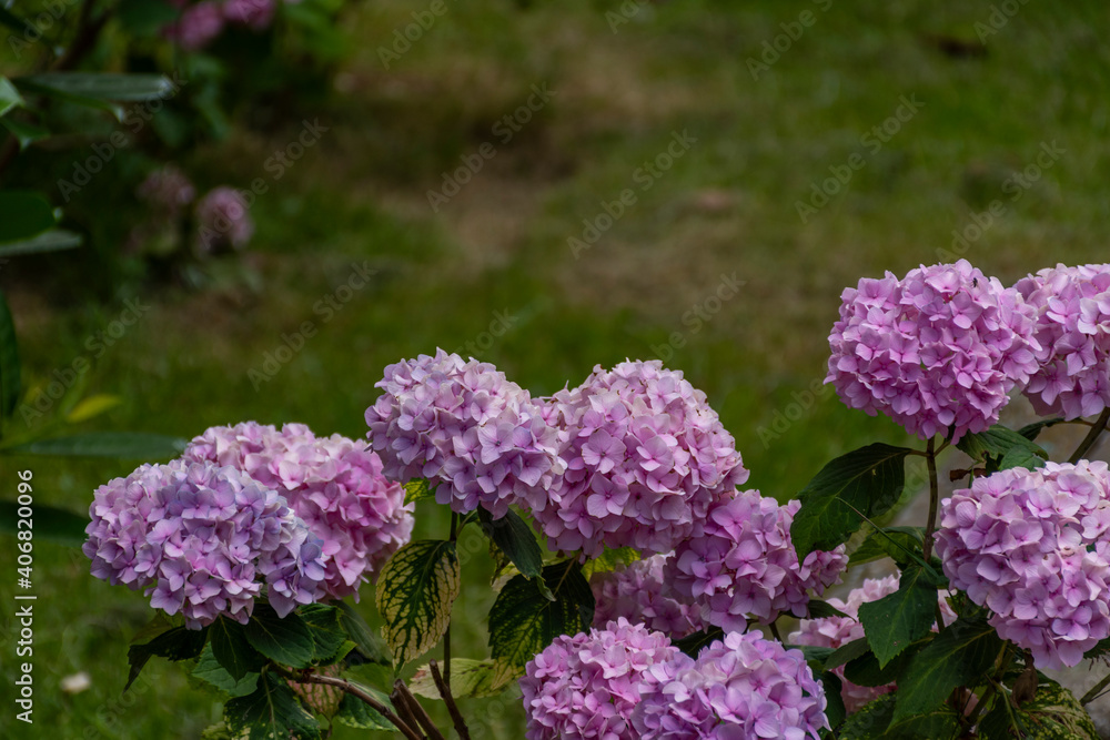 flowers in the garden flowers in the garden