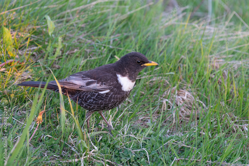 Ring Ouzel (Turdus torquatus torquatus) adult male standing in grass .. Ring Ouzel (Turdus torquatus torquatus) adult male standing in grass ..