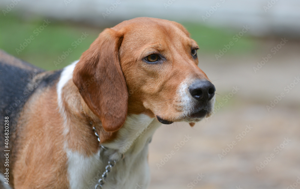 Chien de compagnie beagle