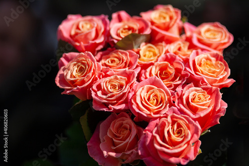 bouquet of red roses. Selective focus of light pink or salmon colored roses in low key background. Selective focus
