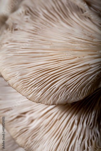 Close-up abstract background of oyster mushrooms texture. 