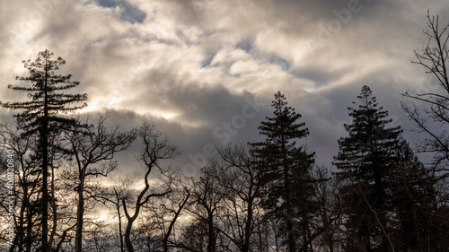 Trees against the light in winter, under a cloudy sky