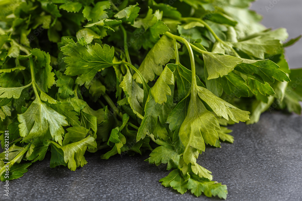 Parsley growing in the garden. Petroselinum. Close-up parsley leaves. Growing herbs.bunch of green fresh fragrant parsley. Parsley growing in the garden. Petroselinum. Close-up parsley leaves. Growing herbs.bunch of green fresh fragrant parsley.