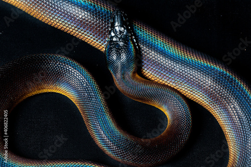White-lipped python (Botrochillus albertisii)