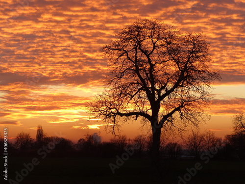 Walnut tree at sunset