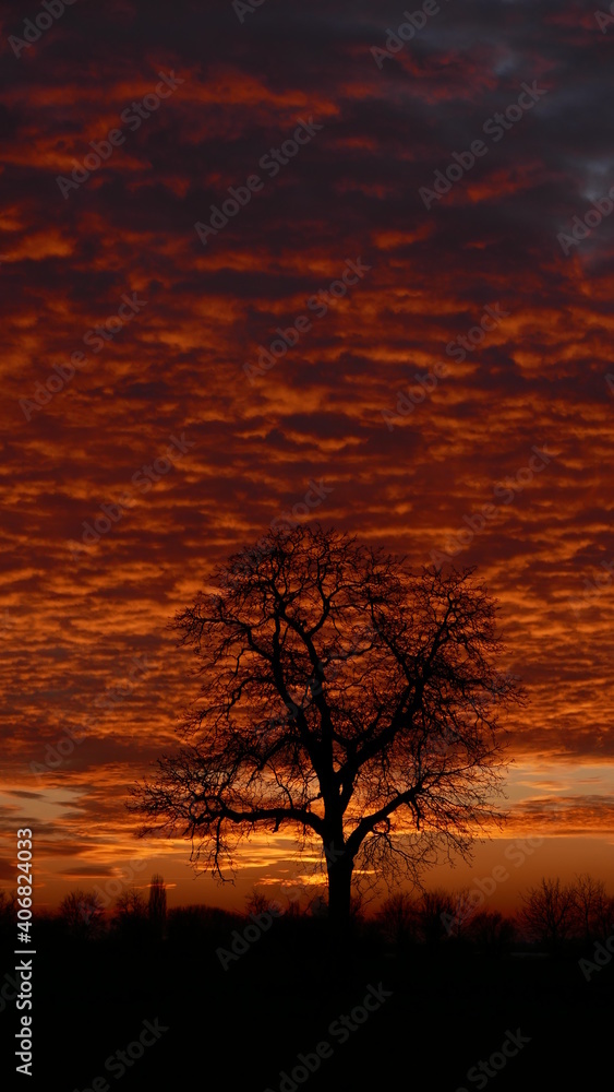 Obraz premium silhouette of a tree at sunset