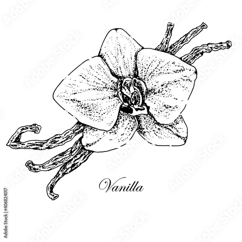 Vanilla flower with dried vanilla pods. Vector black white illustration drawn hand. Vintage style. White background
