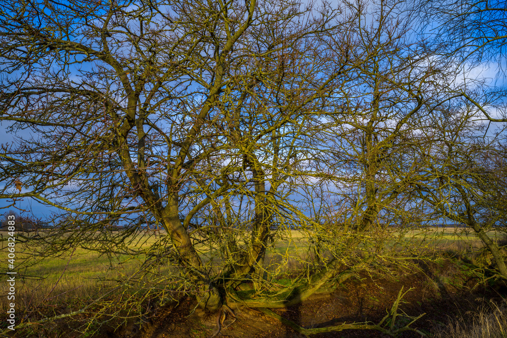 Wurzeln von einem Baum die aus der Erde wachsen Wurzeln von einem Baum die aus der Erde wachsen