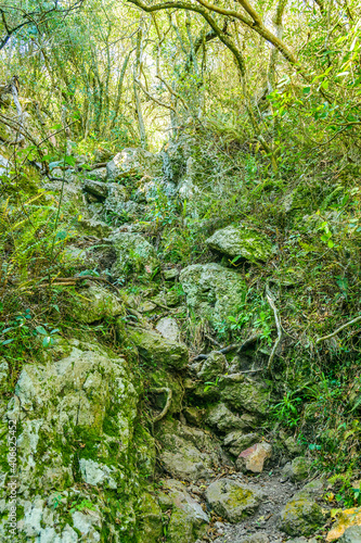 Leafy Forest, Lavalleja, Uruguay photo