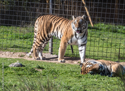 un bonito tigre de bengala