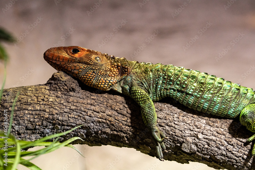Obraz premium un lagarto tumbado en una rama