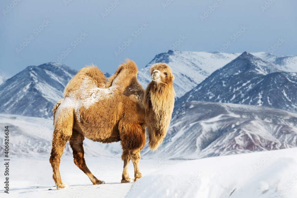 Photography Poster Bactrian camel against snowy mountain range