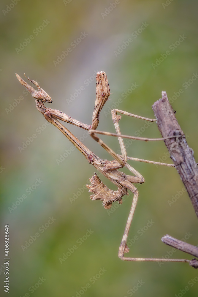 An insect Empusa pennata, of the mantis family, posing on a branch. An insect Empusa pennata, of the mantis family, posing on a branch.