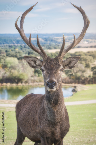 A close up of face of a male deer standing in a wildlife safari.