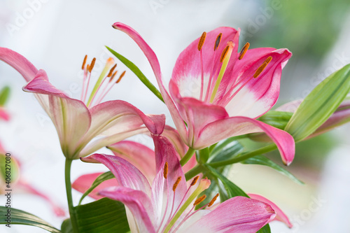Closeup of beautiful pink and white tiger lilies in summer 