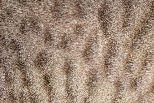 Closeup soft cat fur blurred background and texture. Blur gray wool cat texture.