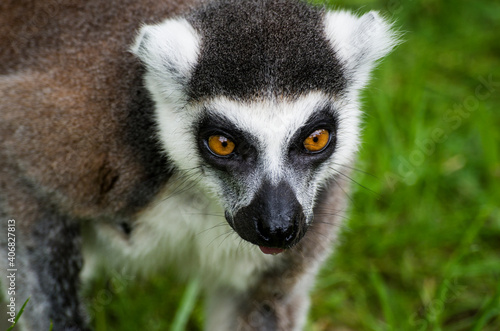 Fototapeta Naklejka Na Ścianę i Meble -  tailed lemur in summer nature