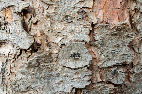 Close up of tree bark with an insect climbing on it