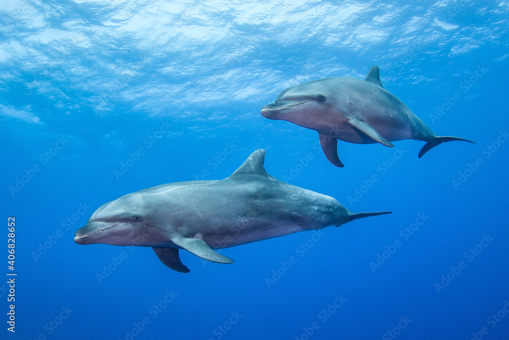 Free dolphins of Rangiroa