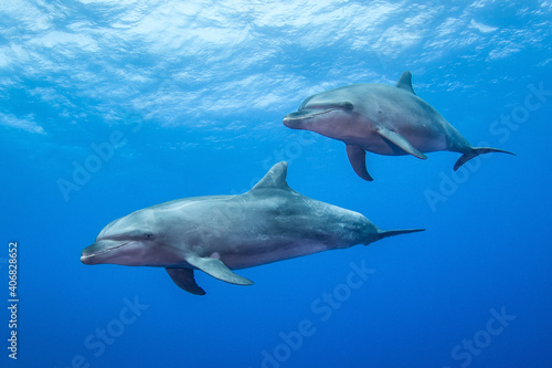 Free dolphins of Rangiroa © Tropicalens
