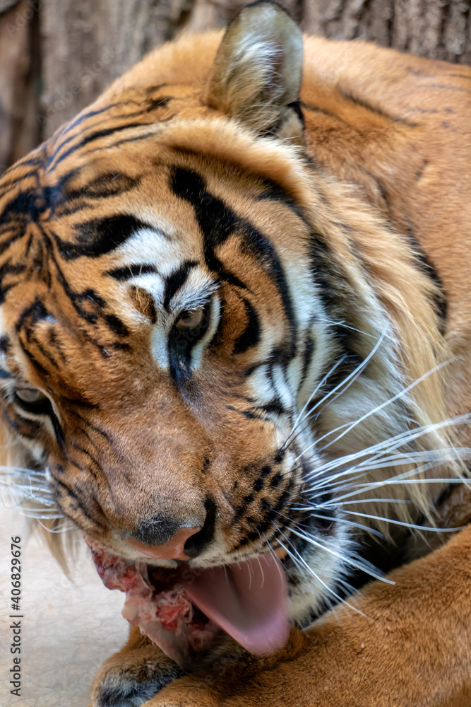 Obraz premium Portrait of the Tiger malayan, tigris panthera jacksoni eat fresh blooding meat.