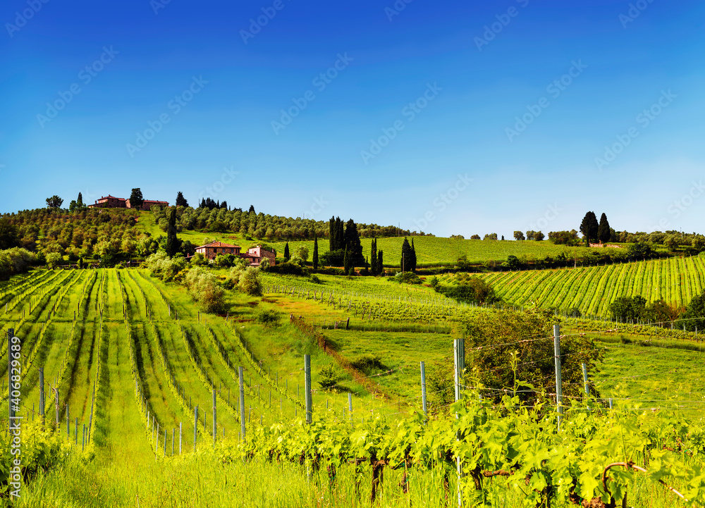 Vineyards in Tuscany on a sunny summer day, Italy
