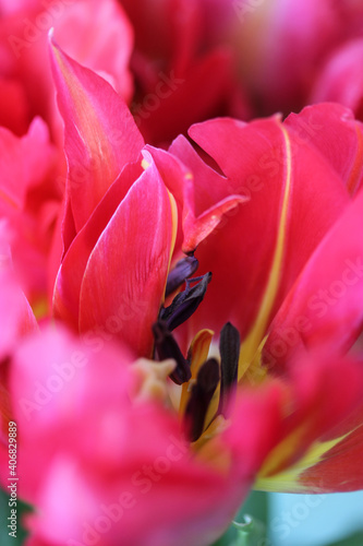 A beautiful pink peony tulip close-up. Spring flowers. A gift for Valentine's Day, March 8 or Mother's Day
