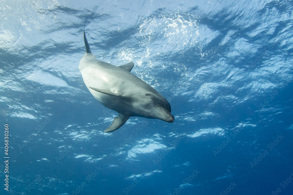 Obraz premium Free dolphins of Rangiroa