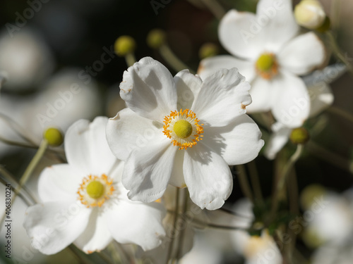 Anemone japonica   An  mones du Japon    fleurs couronn  es blanches