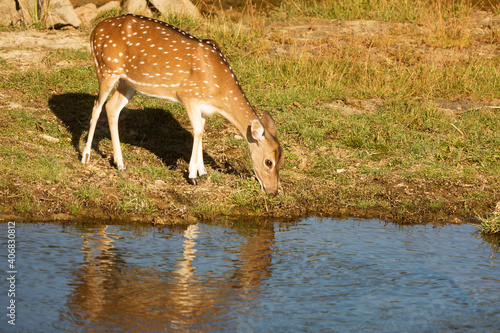 Fototapeta Naklejka Na Ścianę i Meble -  Ceylon spotted deer (Axis axis ceylonensis) in Yala National Park