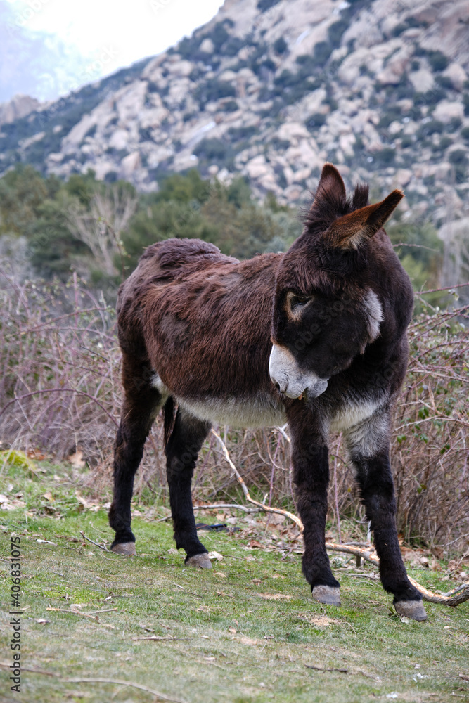 Fototapeta premium Furry Donkey scratching back on mountain