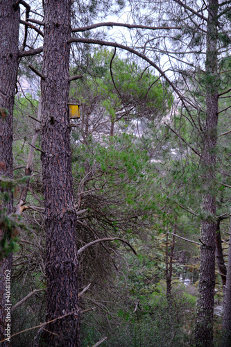 Birdhouse on a tree trunk in a pine forest