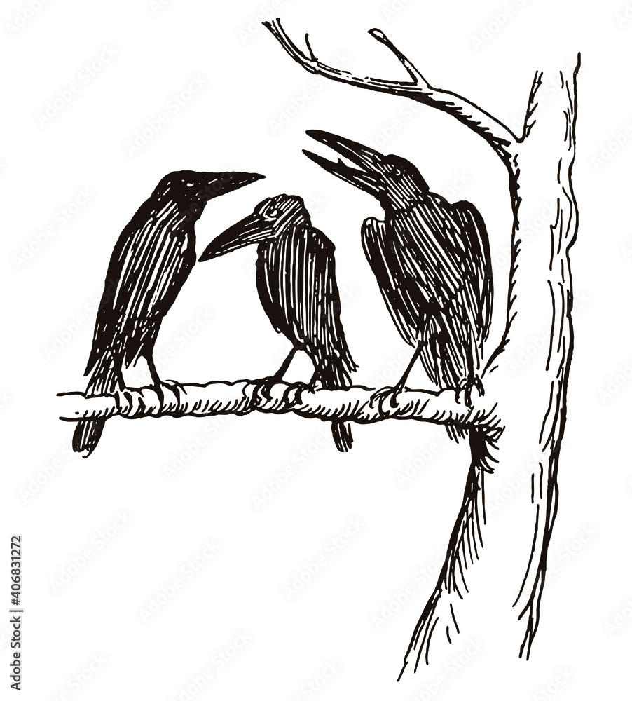 Fototapeta premium Three ravens sitting on a branch in a row. Illustration after a drawing from the 19th century