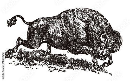 Powerful running American buffalo bison in side view, after antique drawing from early 20th century