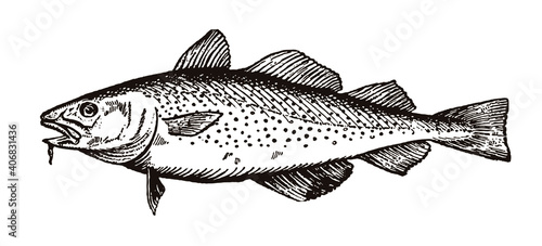 Cod gadus, the popular food fish with open mouth in side view. Illustration after an engraving from the early 20th century