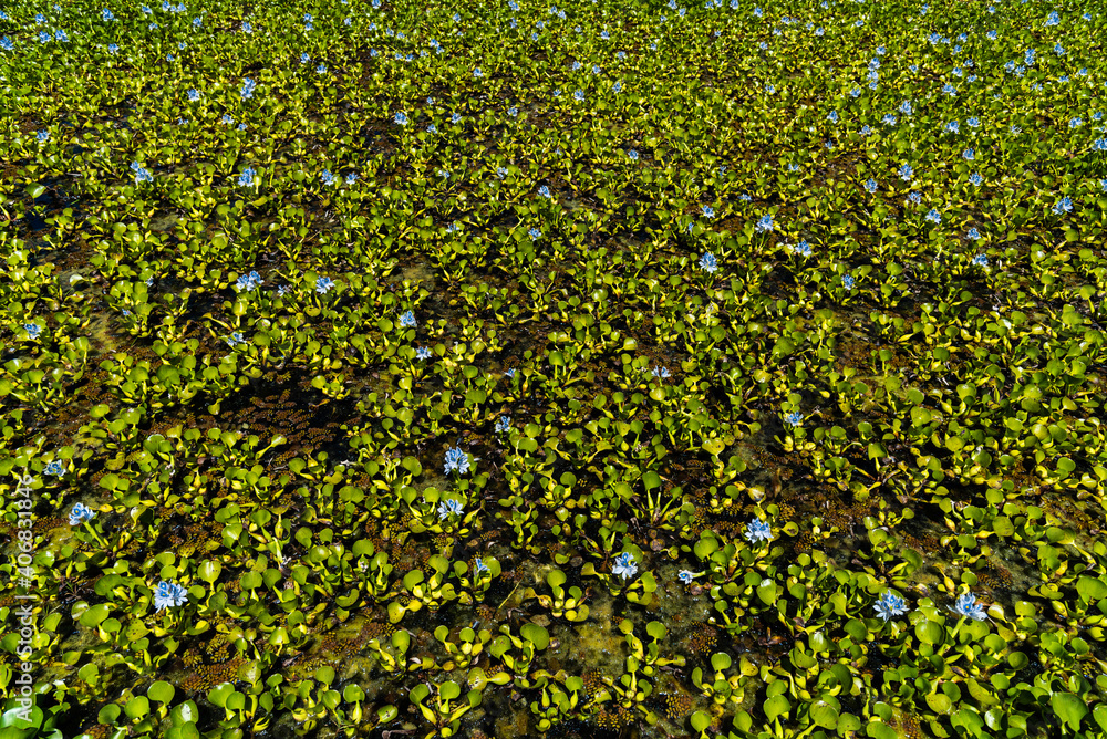 Natural background of green swamp with blue flowers. Floral and nature pattern and texture. Natural background of green swamp with blue flowers. Floral and nature pattern and texture.