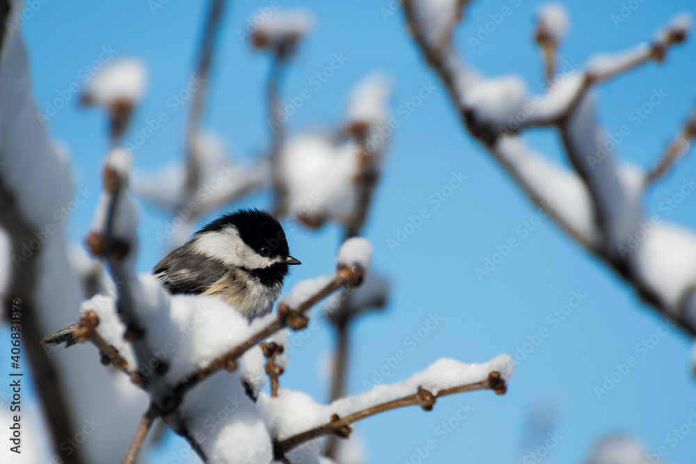 Black-capped Chickadee perched on branch in spring snowfall