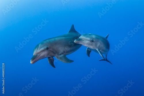 Free dolphins of Rangiroa