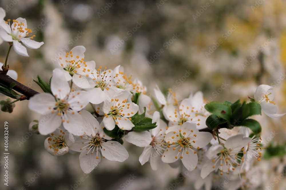 Obraz premium flowering tree, spring